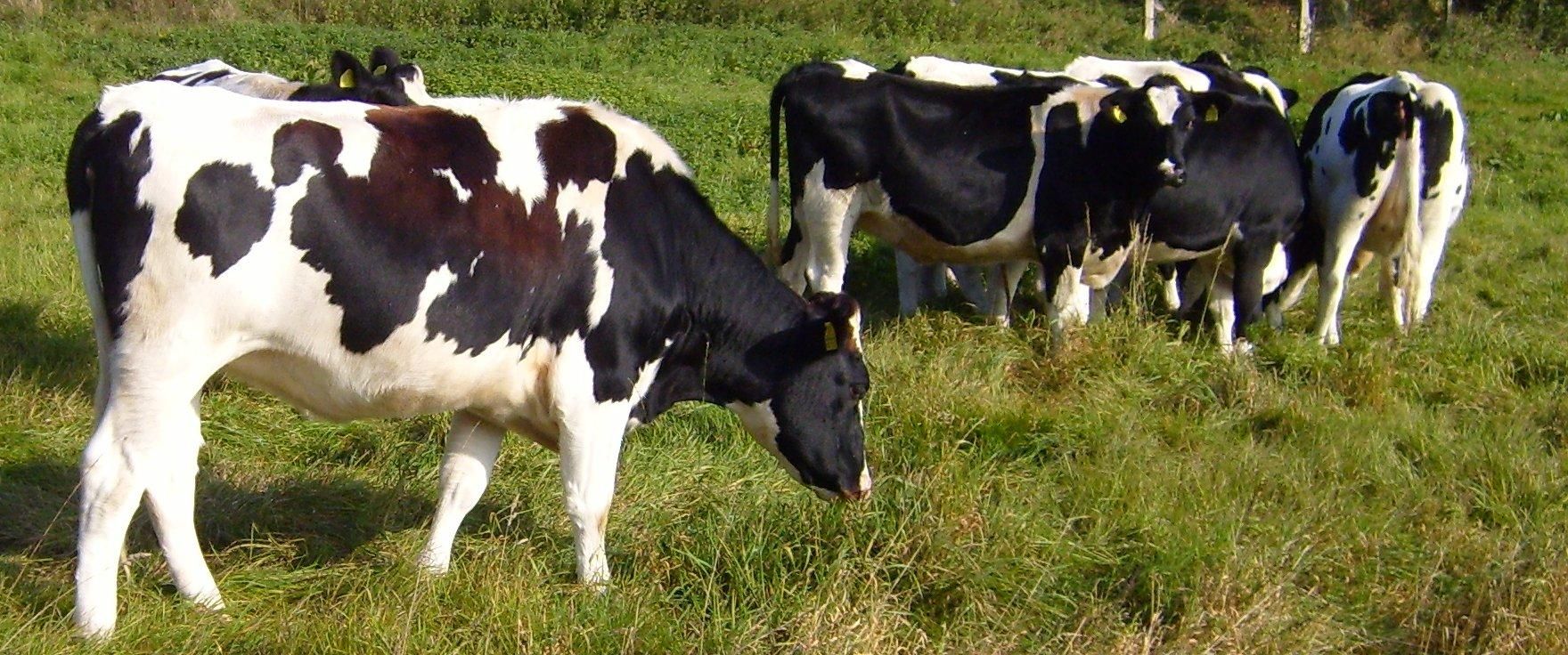 holstein-cows-on-fields